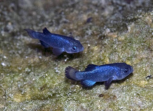 Devils Hole pupfish
